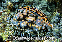 Tiger Cowry Cypraea tigris Photo - Gary Bell