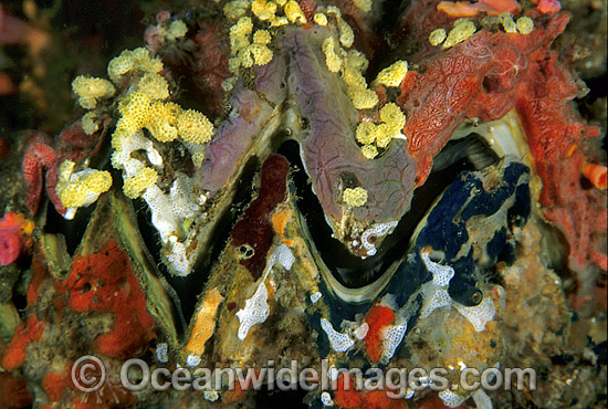 Honeycomb Oyster covered in sponge photo