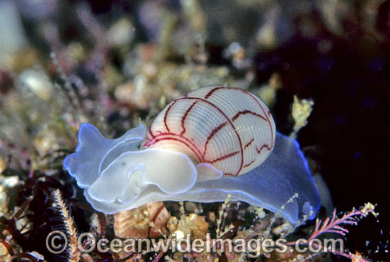 Sea Snail Bullina lineata photo Sea Snail Bullina lineata photo