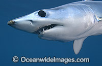 Shortfin Mako Shark Photo - Chris & Monique Fallows