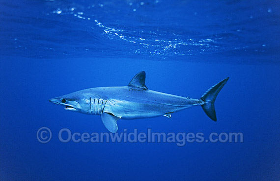 Shortfin Mako Shark photo Shortfin Mako Shark photo