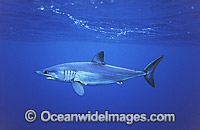 Shortfin Mako Shark Photo - Chris & Monique Fallows