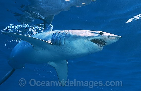 Shortfin Mako Shark photo Shortfin Mako Shark photo