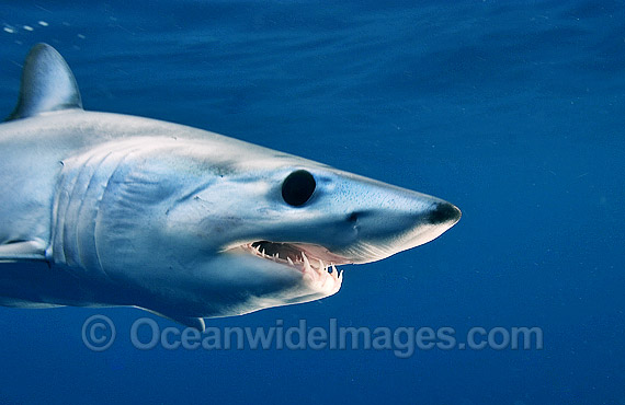 Shortfin Mako Shark photo Shortfin Mako Shark photo