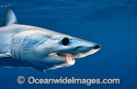 Shortfin Mako Shark Photo - Chris & Monique Fallows