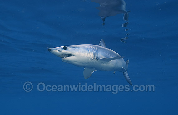 Shortfin Mako Shark photo Shortfin Mako Shark photo