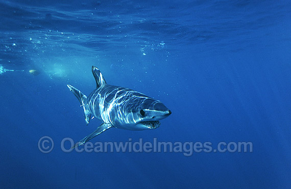 Shortfin Mako Shark Blue Pointer photo