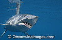 Shortfin Mako Shark Blue Pointer Photo - Chris & Monique Fallows