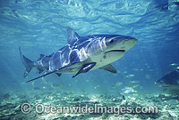 Bull Shark Carcharhinus leucas Photo - Chris & Monique Fallows