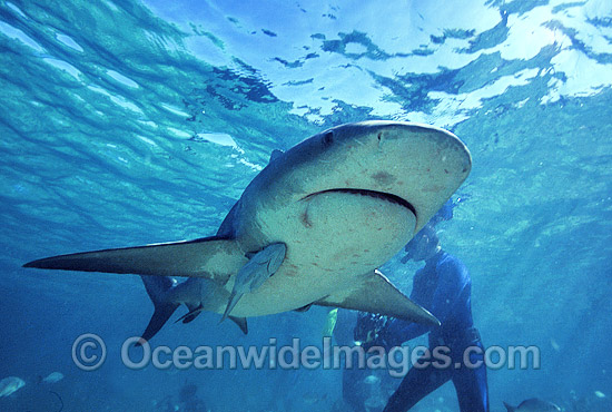 Bull Shark Carcharhinus leucas photo
