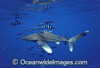 Oceanic Whitetip Shark Carcharhinus longimanus Photo - Chris & Monique Fallows