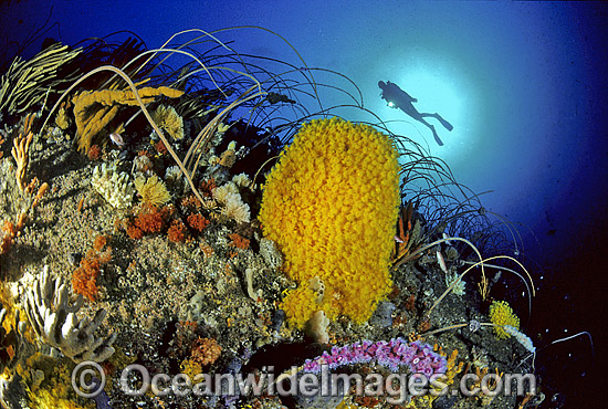 Scuba Diver and Whip Corals Sponges photo