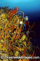 Scuba Diver in temperate deep water reef Photo - Gary Bell