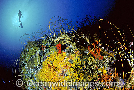 Scuba Diver diving Tasmania photo