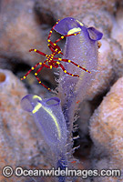 Sea Spider on Sponge Photo - Gary Bell