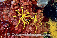 Sea Spider on Bryozoan Photo - Gary Bell
