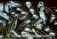 Schooling Striped Catfish Plotosus lineatus Photo - Gary Bell