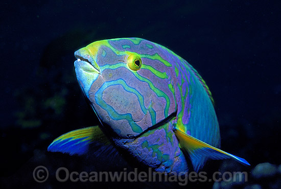Sunset Wrasse Yellow moon Wrasse photo Sunset Wrasse Yellow moon Wrasse photo