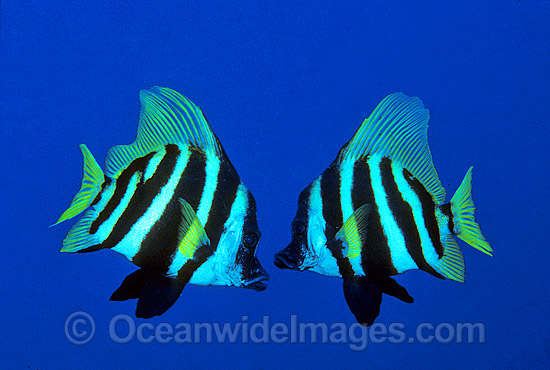 Japanese Boarfish Evistias acutirostris photo Japanese Boarfish Evistias acutirostris photo
