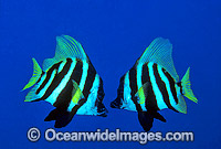 Japanese Boarfish Evistias acutirostris Photo - Gary Bell