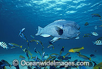 Double-header Wrasse Lord Howe Island Photo - Gary Bell