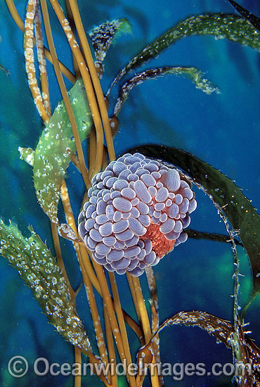 Swimming Anemone on Giant Kelp photo Swimming Anemone on Giant Kelp photo