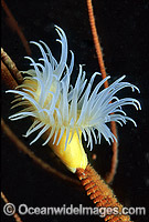Stinging Anemone at Montague Island Photo - Gary Bell