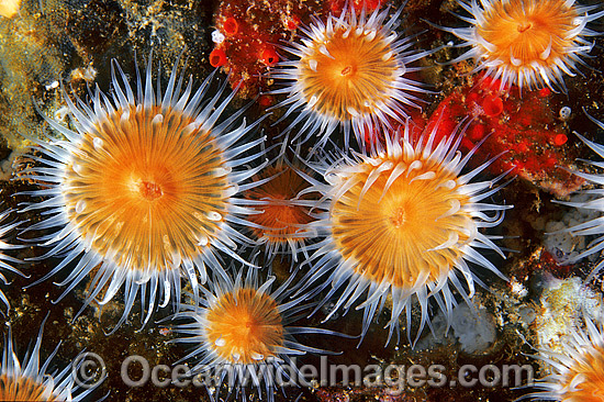Anemone Anthothoe albocincta Jervis Bay photo Anemone Anthothoe albocincta Jervis Bay photo