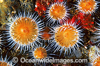 Anemone Anthothoe albocincta Jervis Bay Photo - Gary Bell