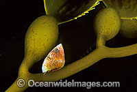 Pink Gastropod Cantharidus eximius Photo - Gary Bell