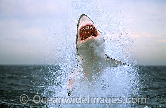 Great White Shark breaching on Seal photo Great White Shark breaching on Seal photo