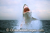 Great White Shark breaching on Seal Photo - Chris & Monique Fallows