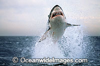 Great White Shark breaching Cape Fur Seal Photo - Chris & Monique Fallows