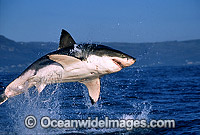 Great White Shark breaching on Seal Photo - Chris & Monique Fallows