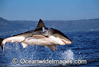 Great White Shark breaching on Seal Photo - Chris & Monique Fallows