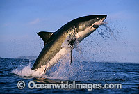 Great White Shark breaching Photo - Chris & Monique Fallows