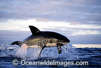 Great White Shark breaching Photo - Chris & Monique Fallows