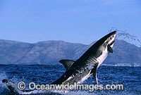 Great White Shark breaching Photo - Chris & Monique Fallows