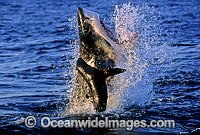 Great White Shark breaching on Seal Photo - Chris & Monique Fallows