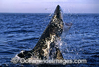 Great White Shark breaching on Seal Photo - Chris & Monique Fallows