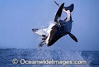 Great White Shark breaching Photo - Chris & Monique Fallows