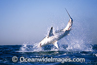 Great White Shark breaching Cape Fur Seal Photo - Chris & Monique Fallows