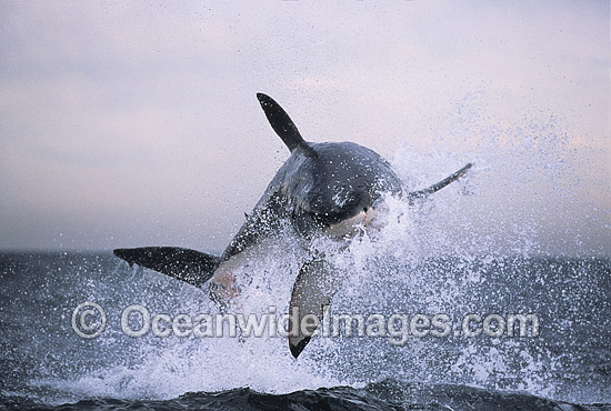Great White Shark breaching on Seal photo Great White Shark breaching on Seal photo