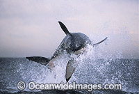 Great White Shark breaching on Seal Photo - Chris & Monique Fallows