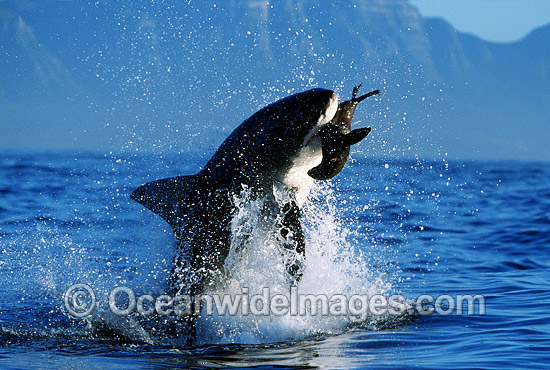 Great White Shark breaching on Seal photo