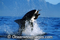 Great White Shark breaching on Seal Photo - Chris & Monique Fallows
