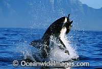 Great White Shark breaching Cape Fur Seal Photo - Chris & Monique Fallows