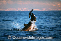 Great White Shark breaching on Seal Photo - Chris & Monique Fallows