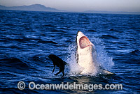 Great White Shark breaching on Seal Photo - Chris & Monique Fallows