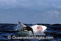 Great White Shark breaching on Seal Photo - Chris & Monique Fallows